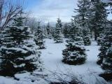 Nobles at Little St. Nick's Tree Farm